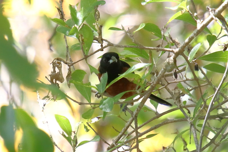 Orchard Oriole