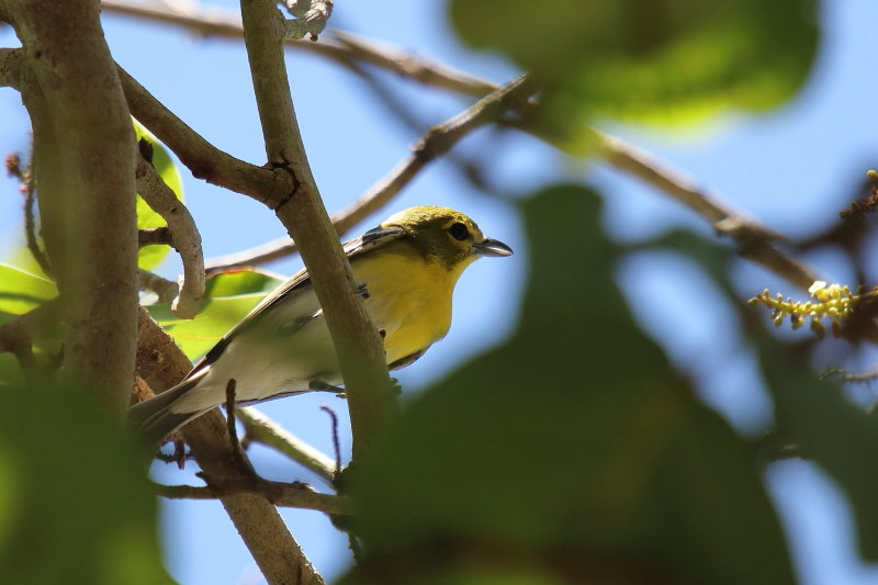 Yellow Throated Vireo