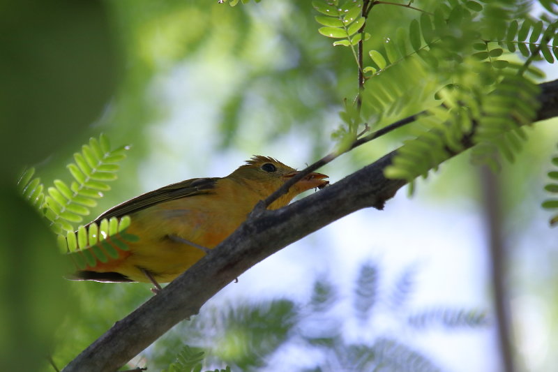 summer Tanager