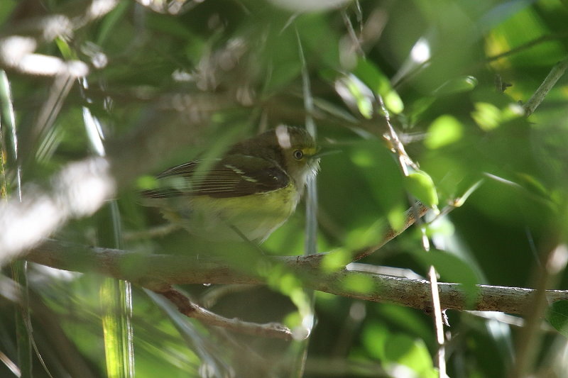White Eyed Vireo