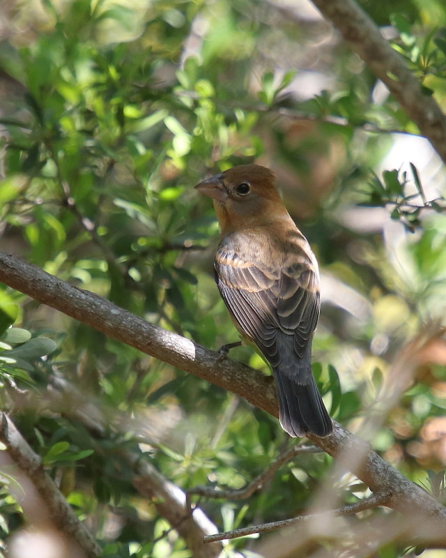 Female Blue Grossbeak