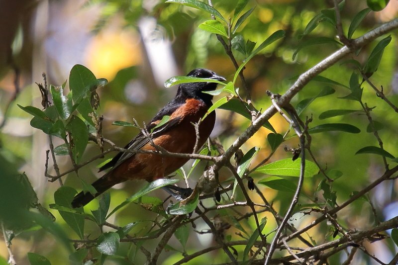 Orchard Oriole