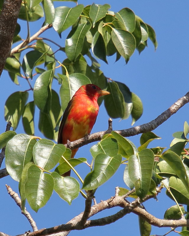 Summer Tanager
