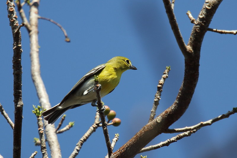 Yellow Throated Vireo