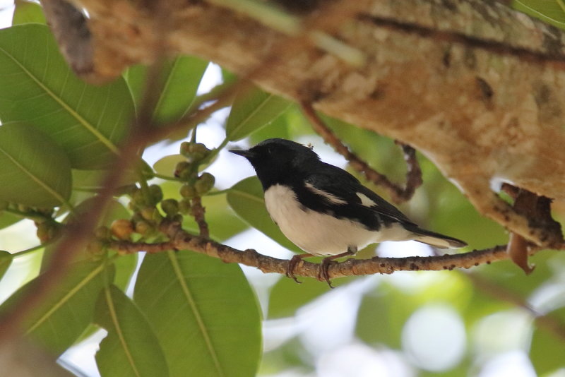 Black throated Blue
