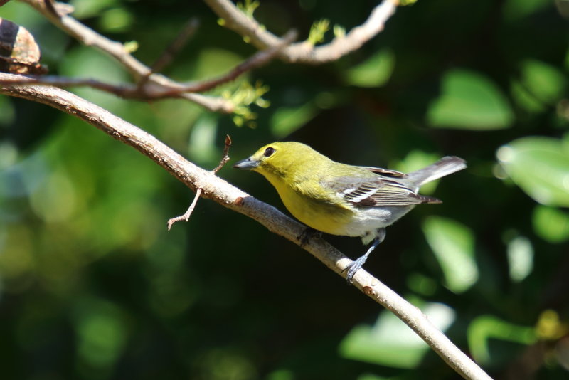 Yellow Throated Vireo