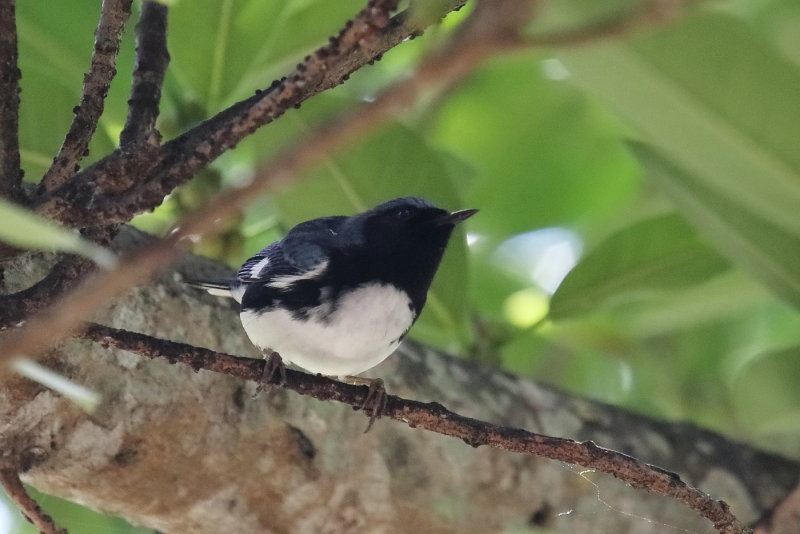 Black throated Blue
