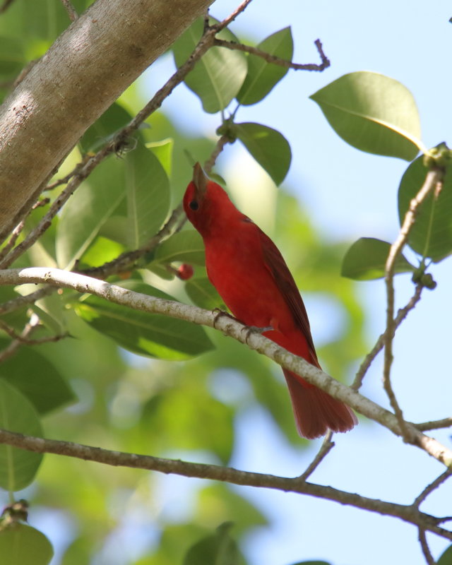 Summer Tanager