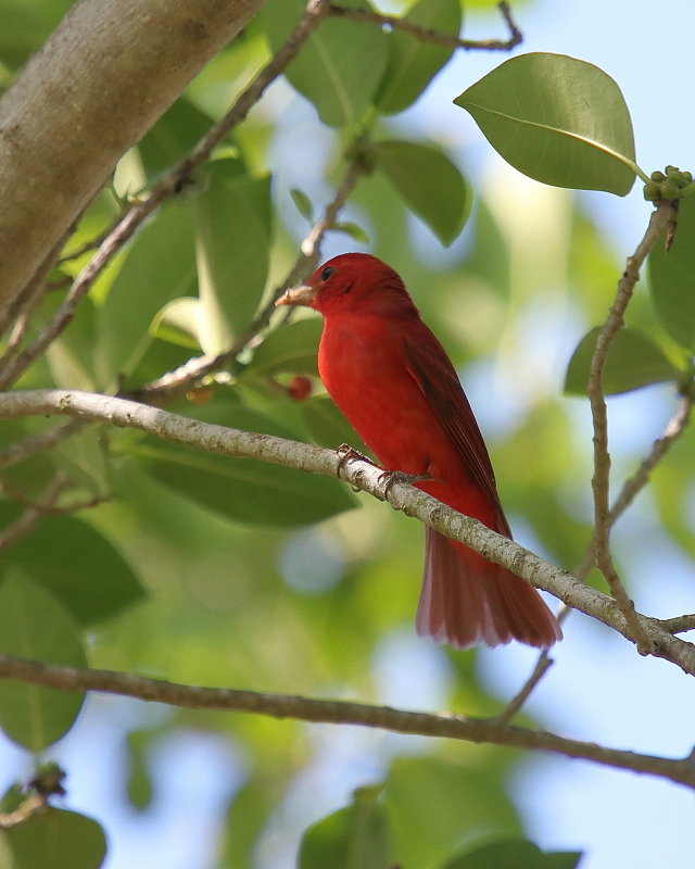 Summer Tanager