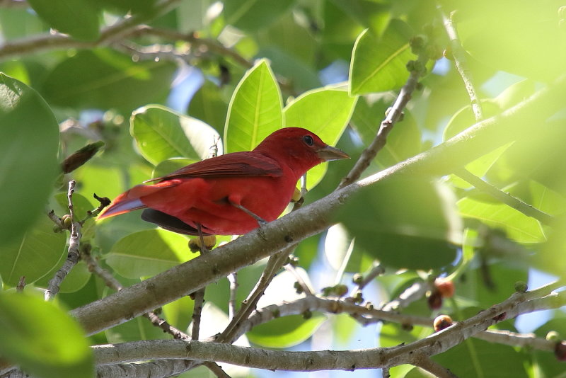 Summer Tanager