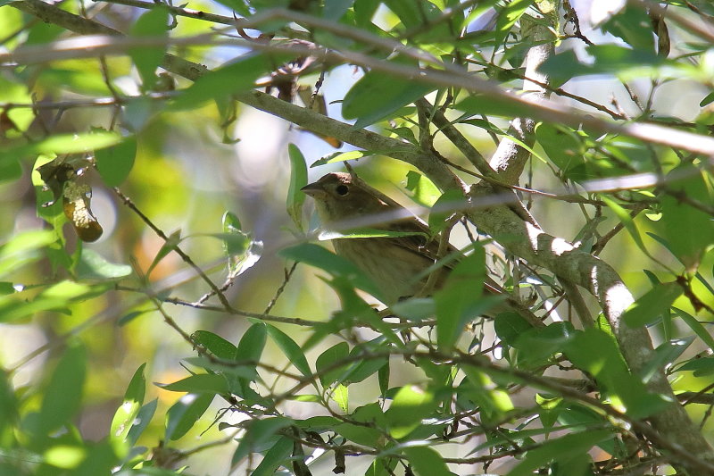 Female Indigo Bunting