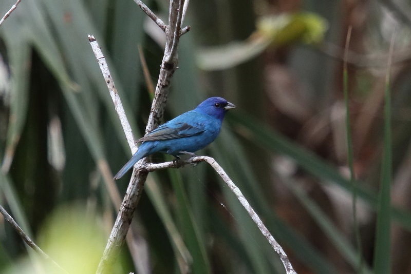 Indigo Bunting