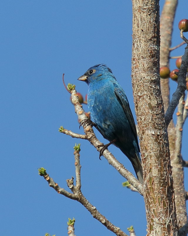 Indigo Bunting