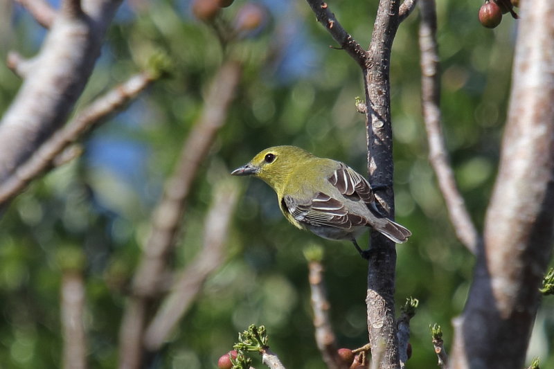 Yellow throated vireo