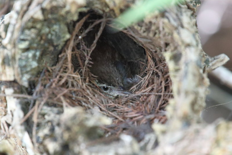carolina wren nesting