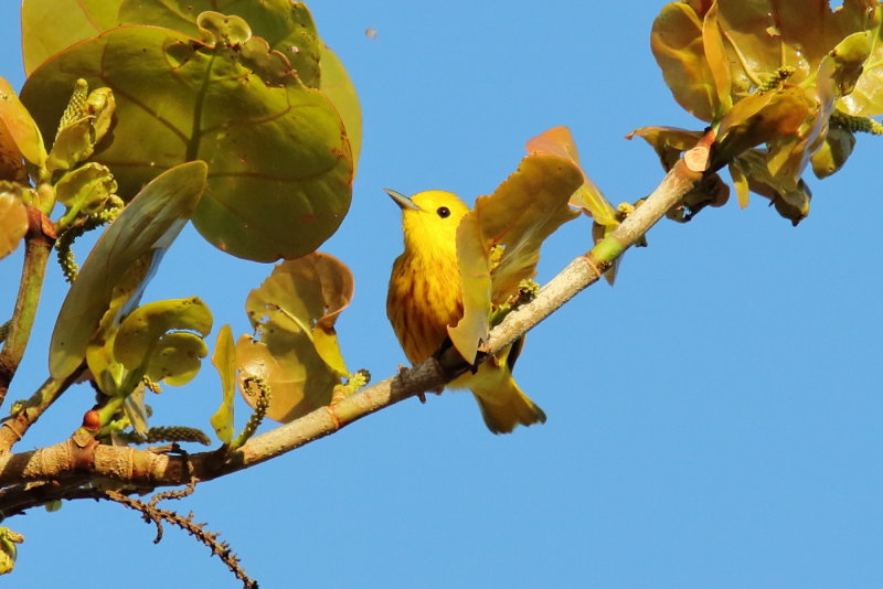 Yellow Warbler