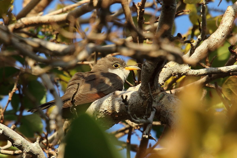 Yellow billed Cuckoo