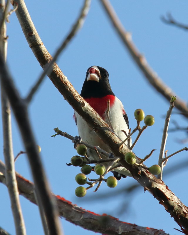 Rose breasted Grosbeak