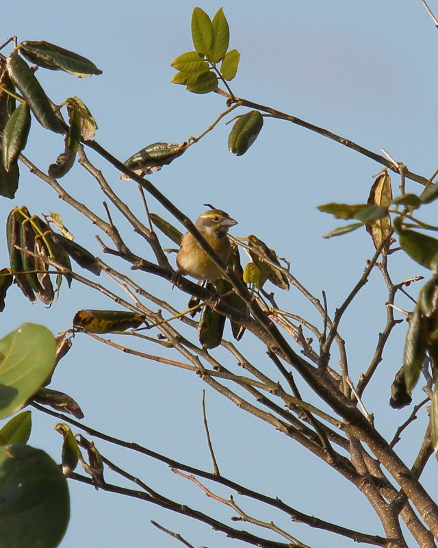 Dickcissel