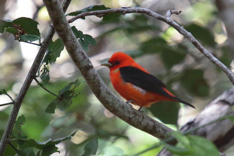 Scarlet tanager