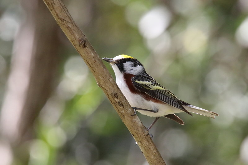 Chestnut sided Warbler