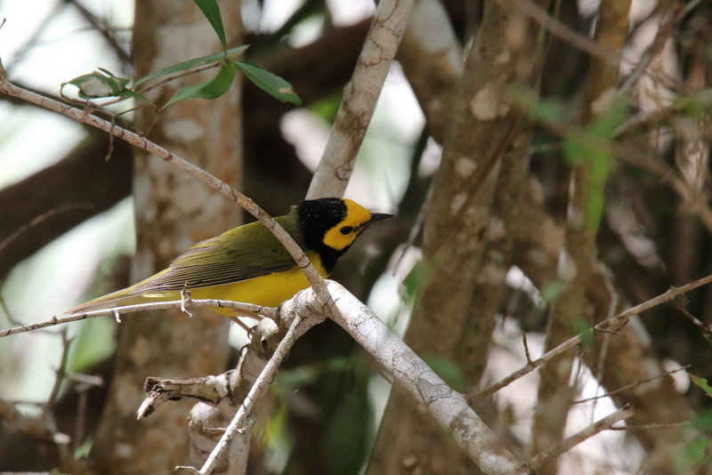 hooded warbler