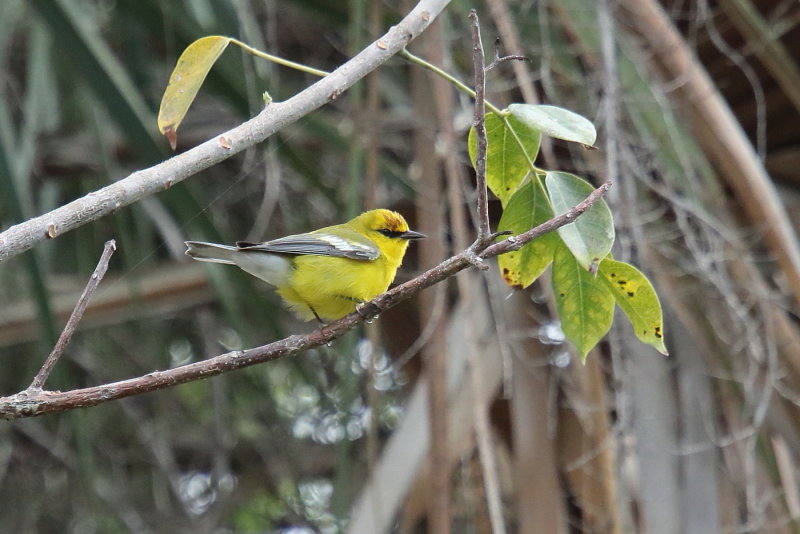blue winged Warbler