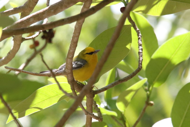blue winged Warbler