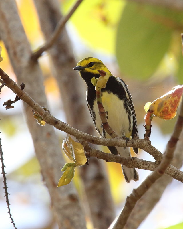 Black throated green