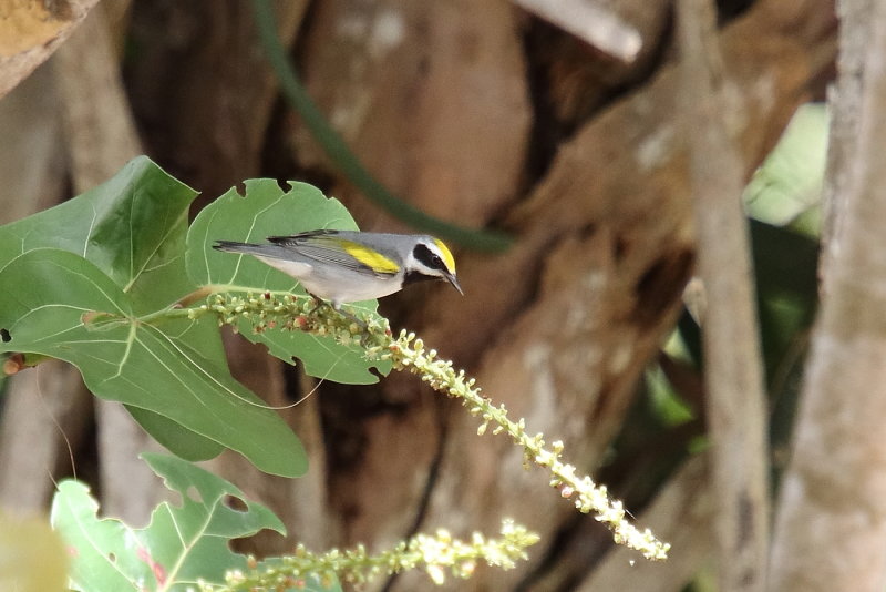 Golded winged Warbler