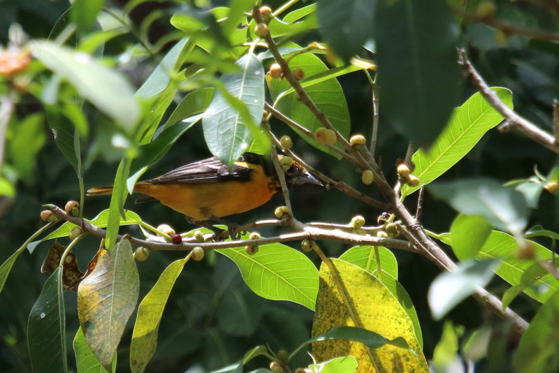 baltimore oriole