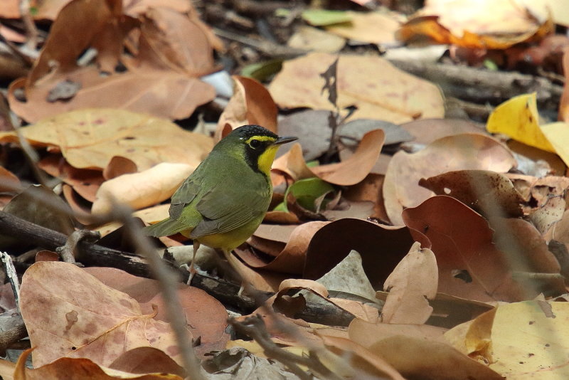 Kentucky warbler