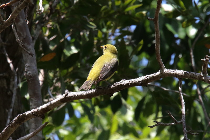 Scarlet Tanager