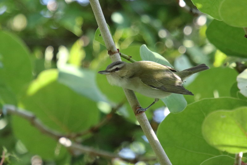 red eyed vireo