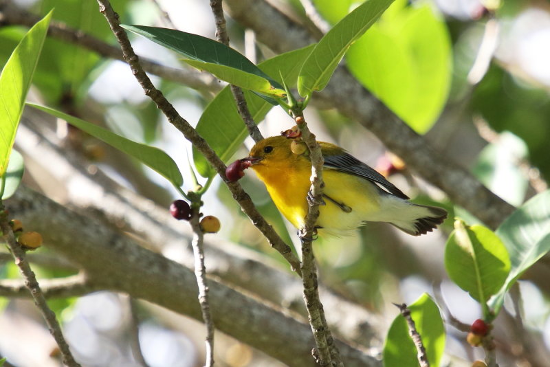 prothontary warbler