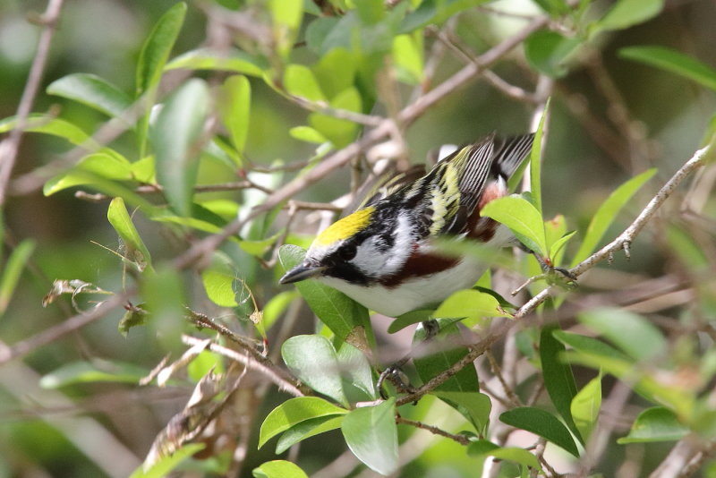 Chestnut sided Warbler