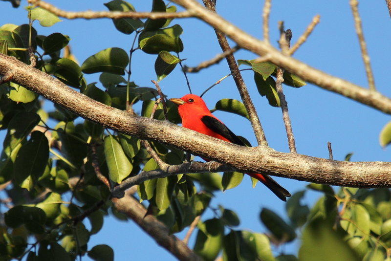 Scarlet tanager