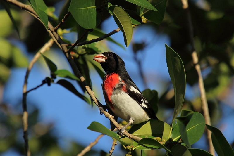 Rose breasted Grosbeak