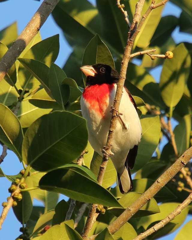 Rose breasted Grosbeak