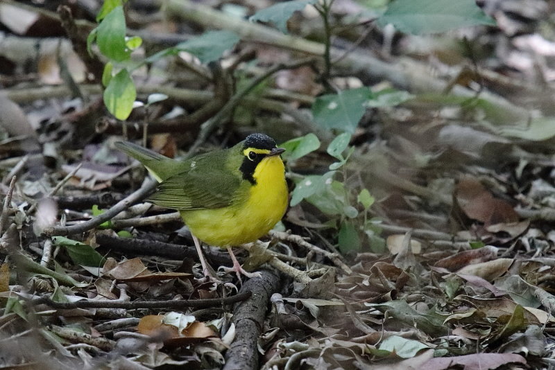 Kentucky warbler