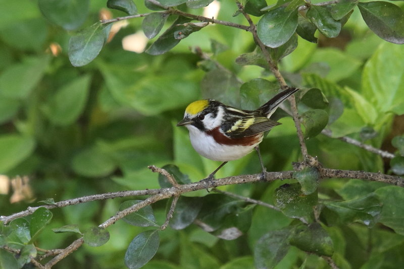 Chestnut sided Warbler