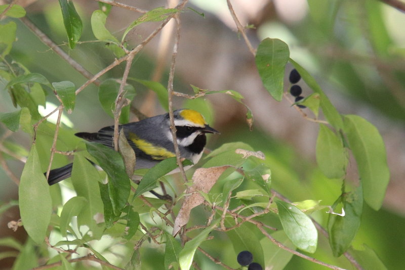 Golsden-winged warbler