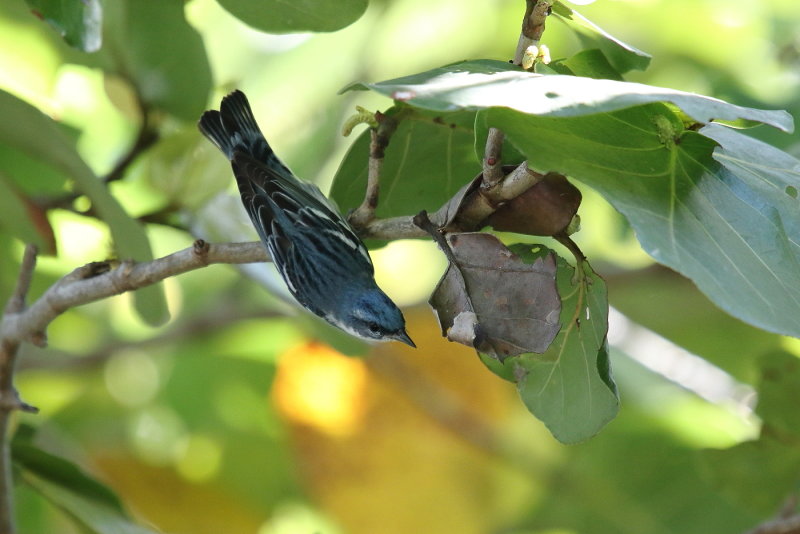 Cerulean Warbler