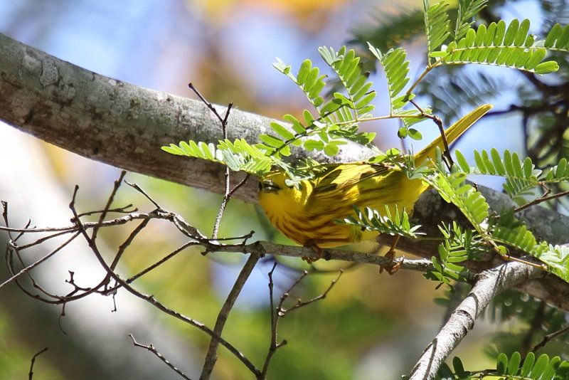 Yellow Warbler
