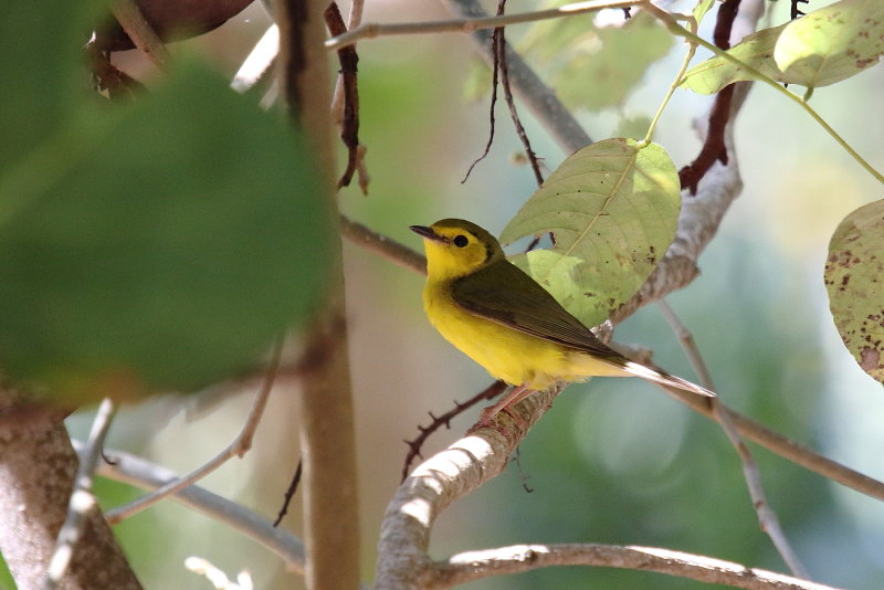 Female Hooded Warbler