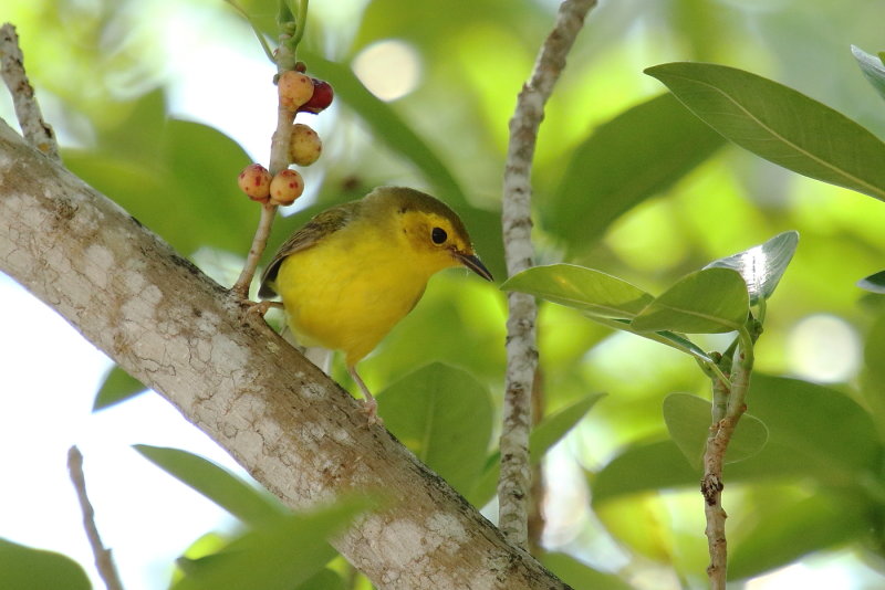 Female Hooded Warbler