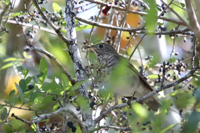Gray Cheeked Thrush
