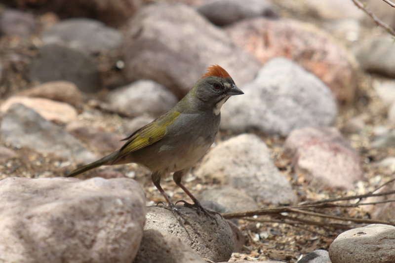 IMG_7236.JPG
