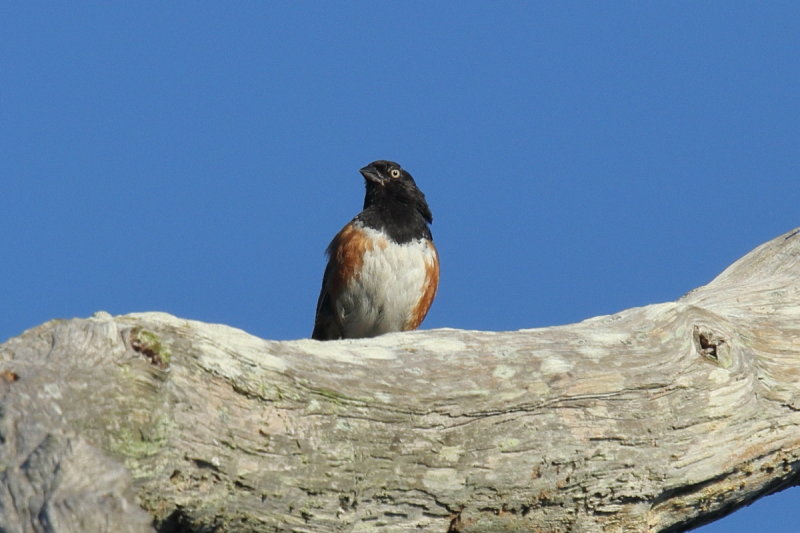 IMG_0105res.JPG