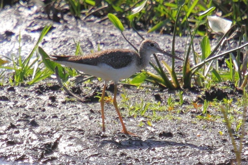 IMG_4958crop.JPG